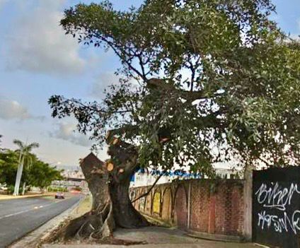 Luego que una empresa constructora realizara una poda excesiva de un árbol tipo Ficus (Ficus elastica) ubicado sobre avenida Ejército Mexicano, el Gobierno Municipal a través de la Dirección de Ecología y Medio Ambiente, sancionará puntualmente a los responsables, con todo el peso de la Ley.