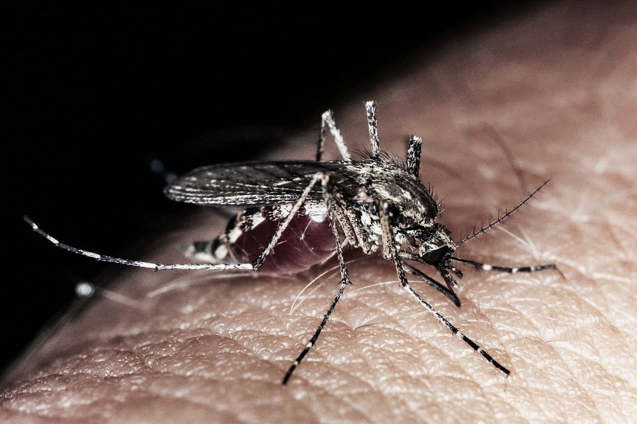 El Gobierno Municipal y la Secretaría de Salud se unen para dar inicio a la Campaña Estatal para la Eliminación de Criaderos del Mosquito “Sinaloa Unido Contra el Dengue”, que dio inicio este jueves en Mazatlán.