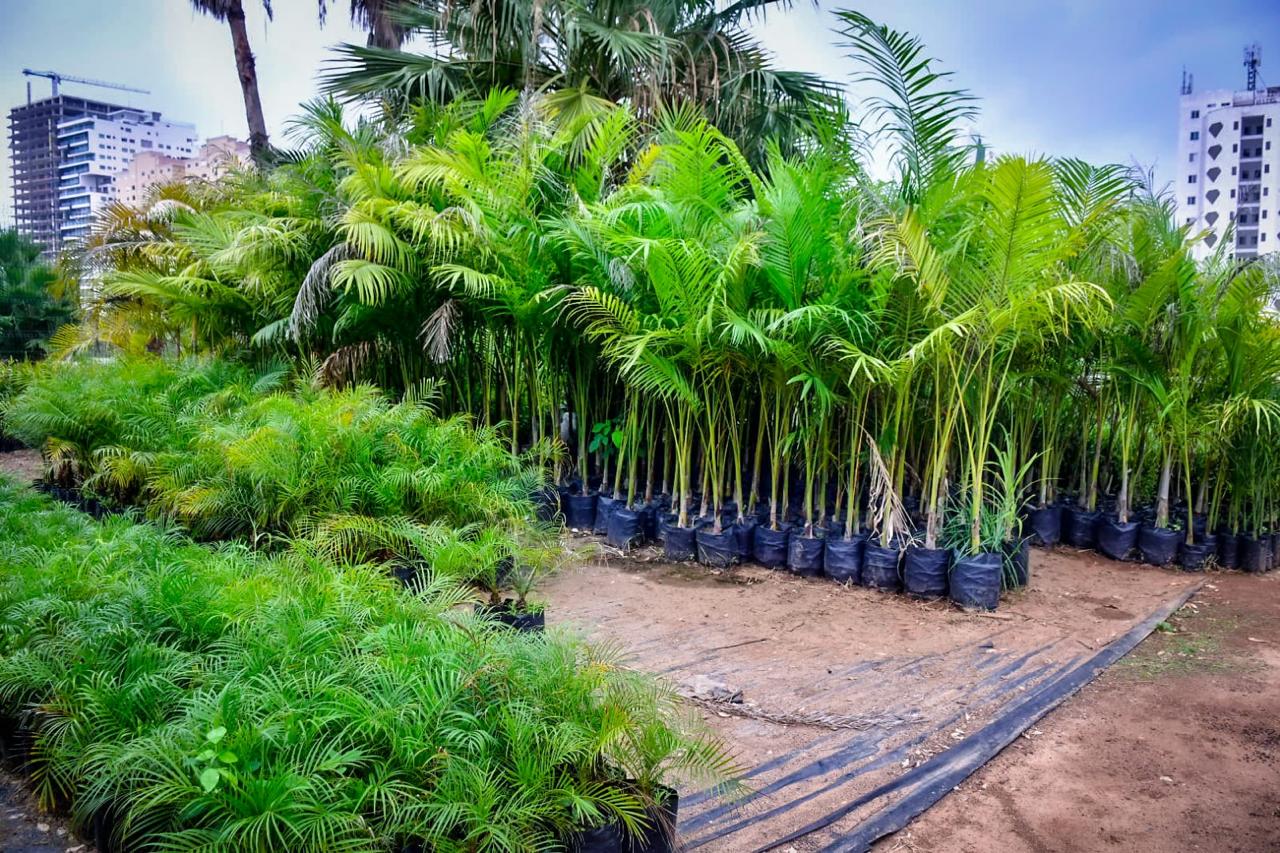 La directora de servicios públicos exhortó a la ciudadanía a cuidar toda la vegetación que se instala en los camellones de la ciudad.