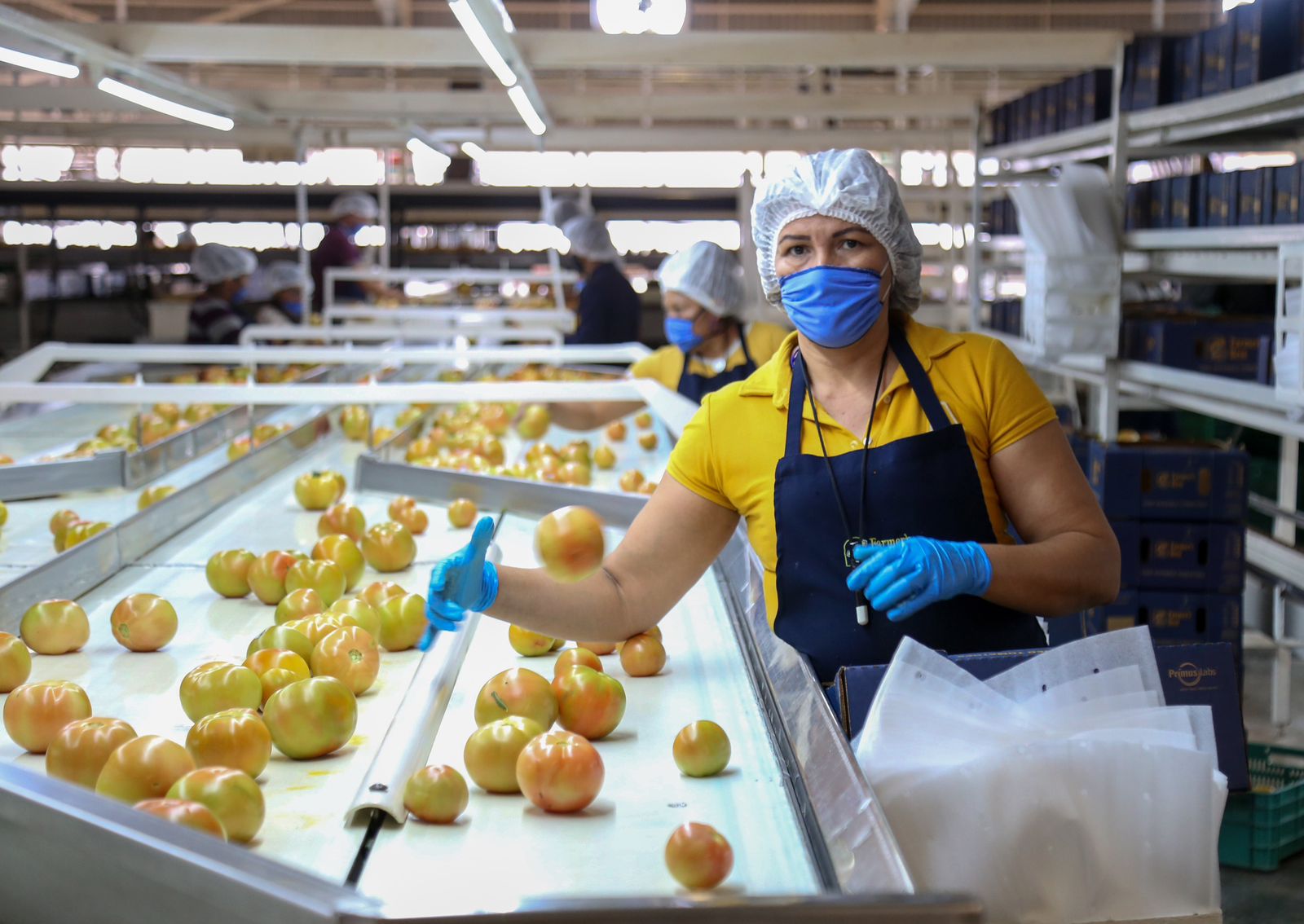- Según el Indicador Trimestral de la Actividad Económica Estatal del INEGI, la economía de Sinaloa creció un 7.1% durante el primer trimestre de 2024, colocándose en el primer lugar nacional.