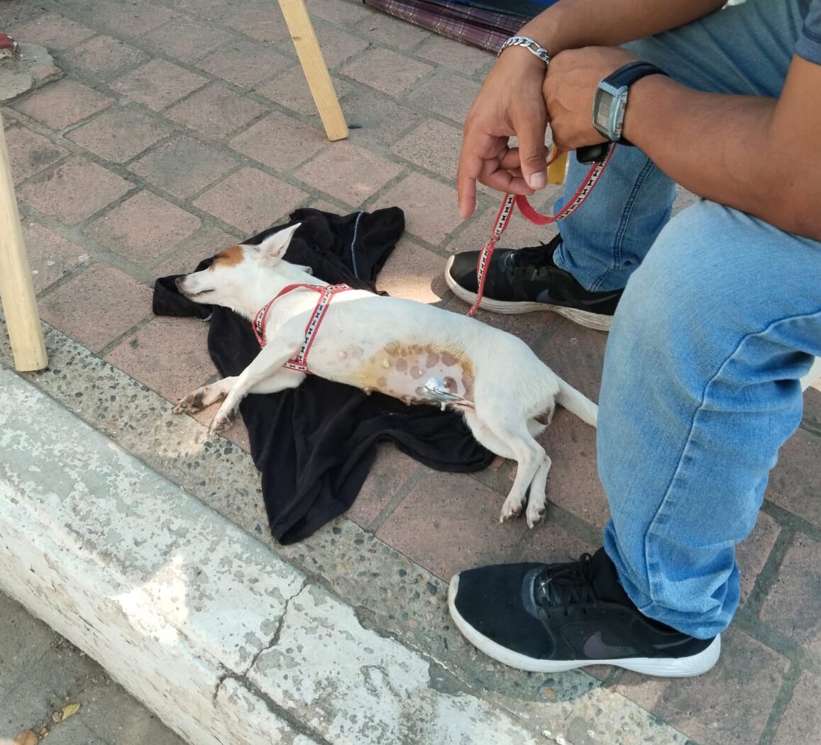 La directora, Eunice Murúa anunció que para el próximo 11 de agosto se tiene proyectado realizar una jornada de esterilización masiva en Mazatlán, buscando superar los 100 animales domésticos en un día. Ecología podría alcanzar cifrar record en programa de esterilización de perros y gatos este año.