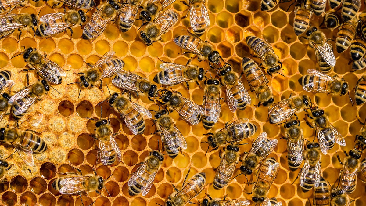 En Sinaloa se registraron varios ataques de abejas en los que un adulto mayor murió y otras personas resultaron heridas