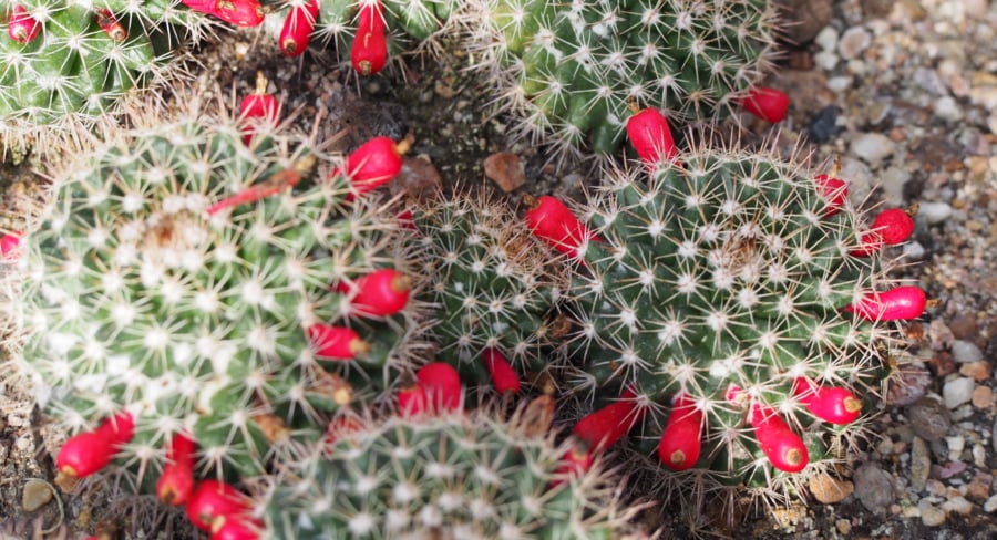 ¿Alguna vez has recolectado y comido chilitos de biznaga? Estamos seguros que pocos conocen este delicioso secreto en los cactus mexicanos.