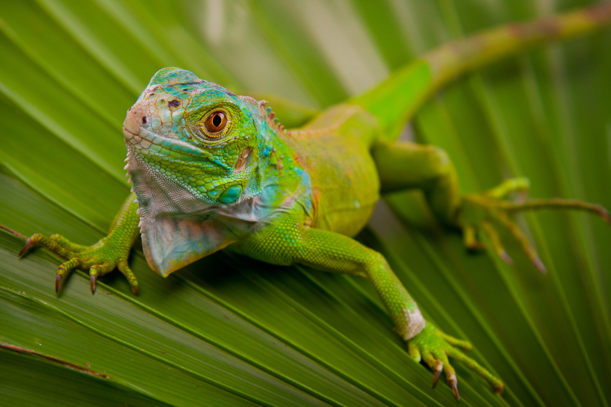La iguana es uno de los animales más antiguos de nuestro país. Te contamos sobre su importancia cultural y sobre las causas de su posible extinción.