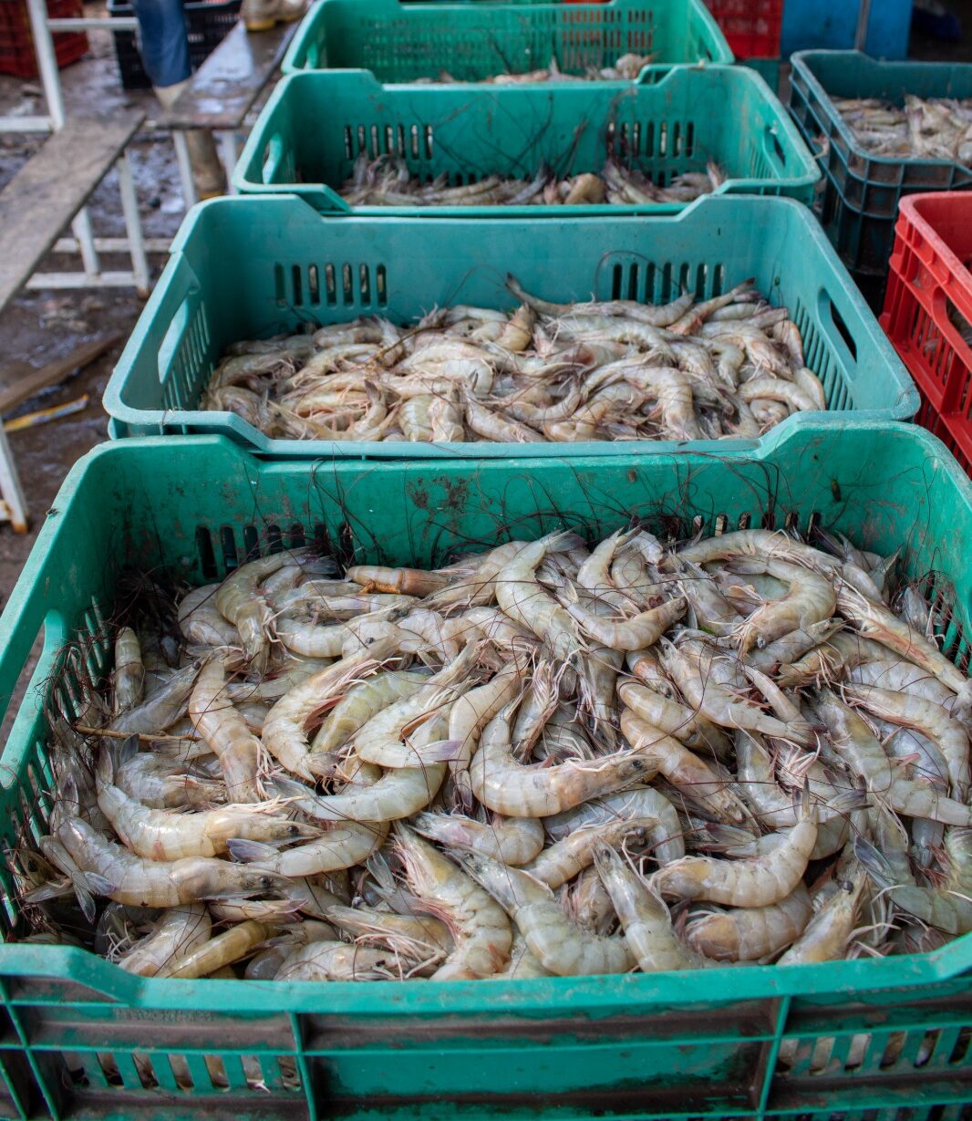 Se anuncian fechas de levantamiento de la veda de camarón en los sistemas lagunarios, estuarinos, marismas y bahías de Baja California Sur, sur de Sinaloa y Nayarit