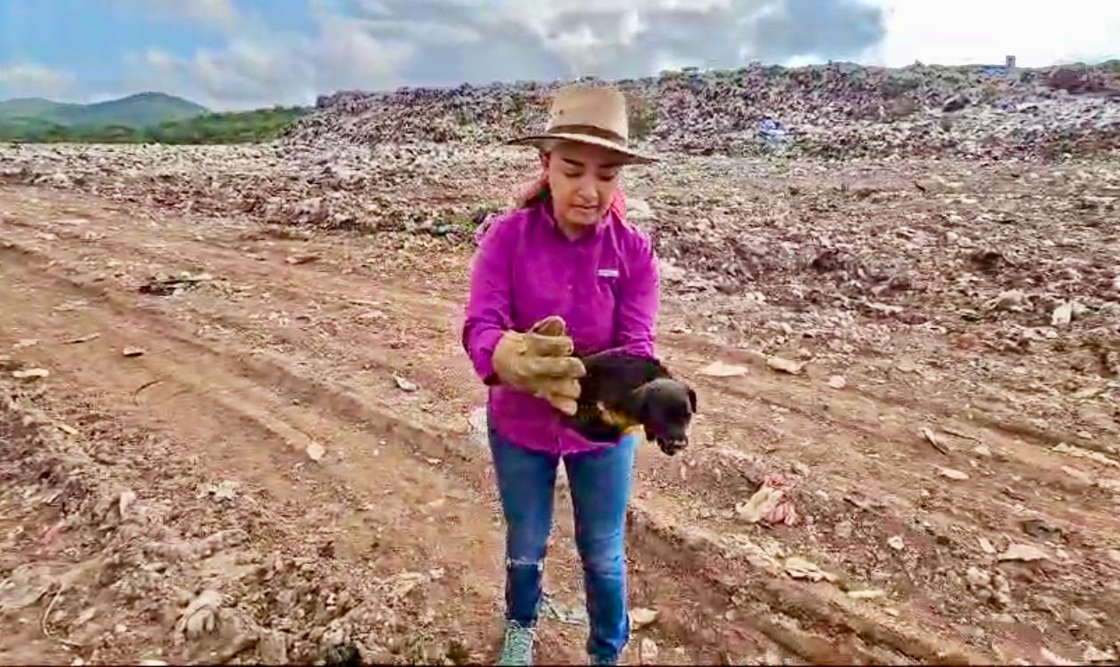 -	La Directora, Eunice Murúa con el apoyo de colaboradores y voluntarios realizó el recate de dos hembras y cinco cachorros que estaban en condiciones deplorables, con pulgas, garrapatas, sarna y en estado de desnutrición.