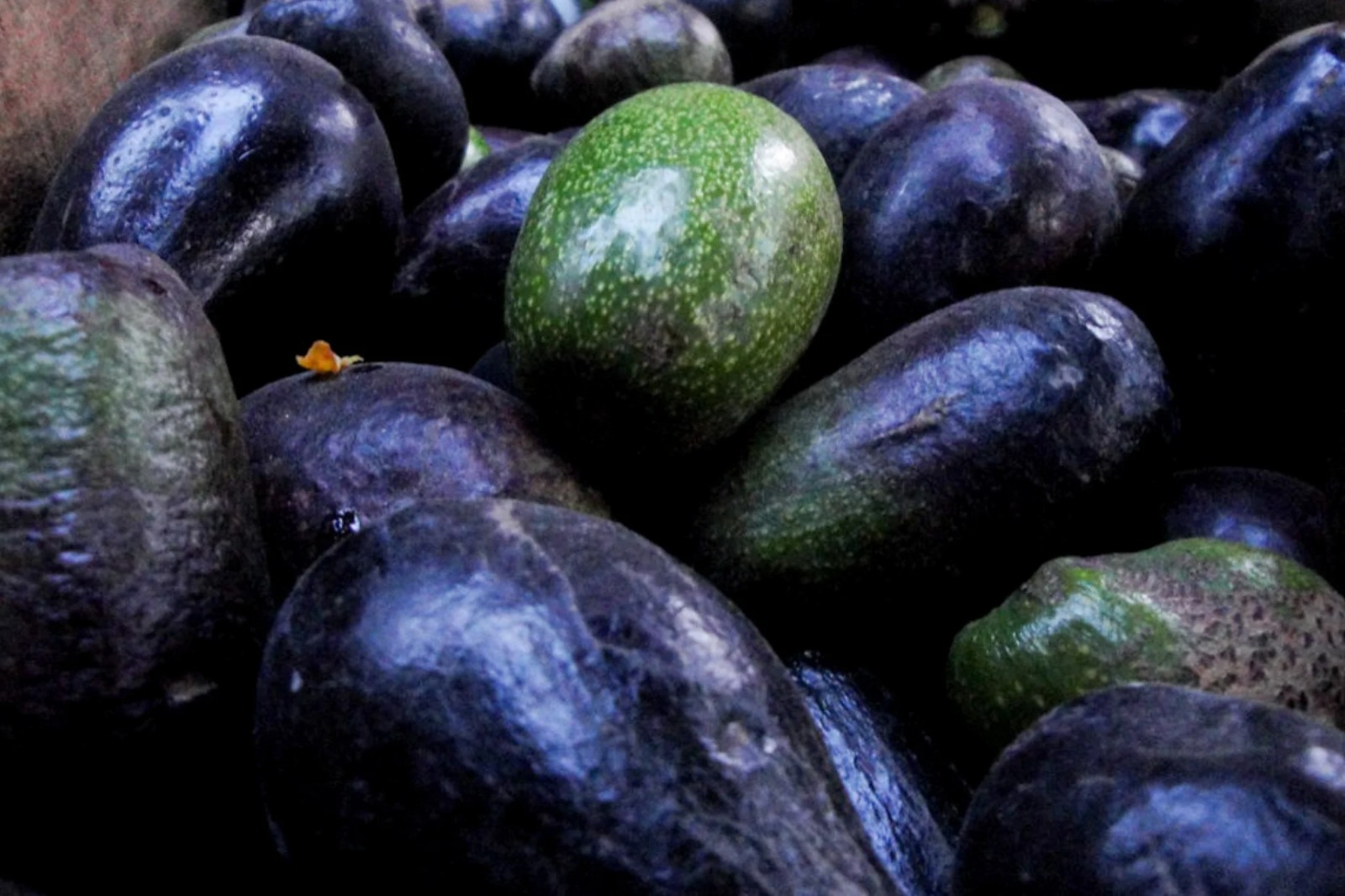 - Aunque su cáscara se puede comer y es completamente mexicano, el aguacate criollo casi no es consumido ni valorado.