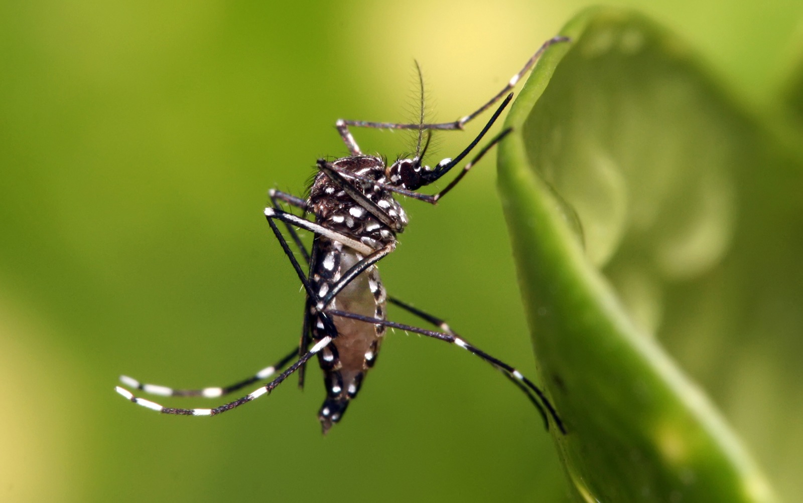 Durante 2024 han aumentado en mil 600 por ciento los casos de dengue en Sinaloa; su pico más alto llegará a mediados de noviembre, dice especialista