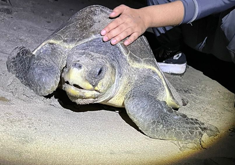 Desde el Programa de la Tortuga Marina en Playa Ceuta de la UAS se hizo la liberación de mil 400 crías, resultado de la anidación de 20 nidos.