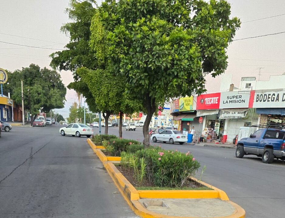 El Departamento de Parques y Jardines, lleva a cabo la plantación de 3 mil 200 plantas de ornato y 10 palmeras cocoteras, la colocación de 400 metros cuadrados de pasto y 70 metros cúbicos de tierra lama en el camellón