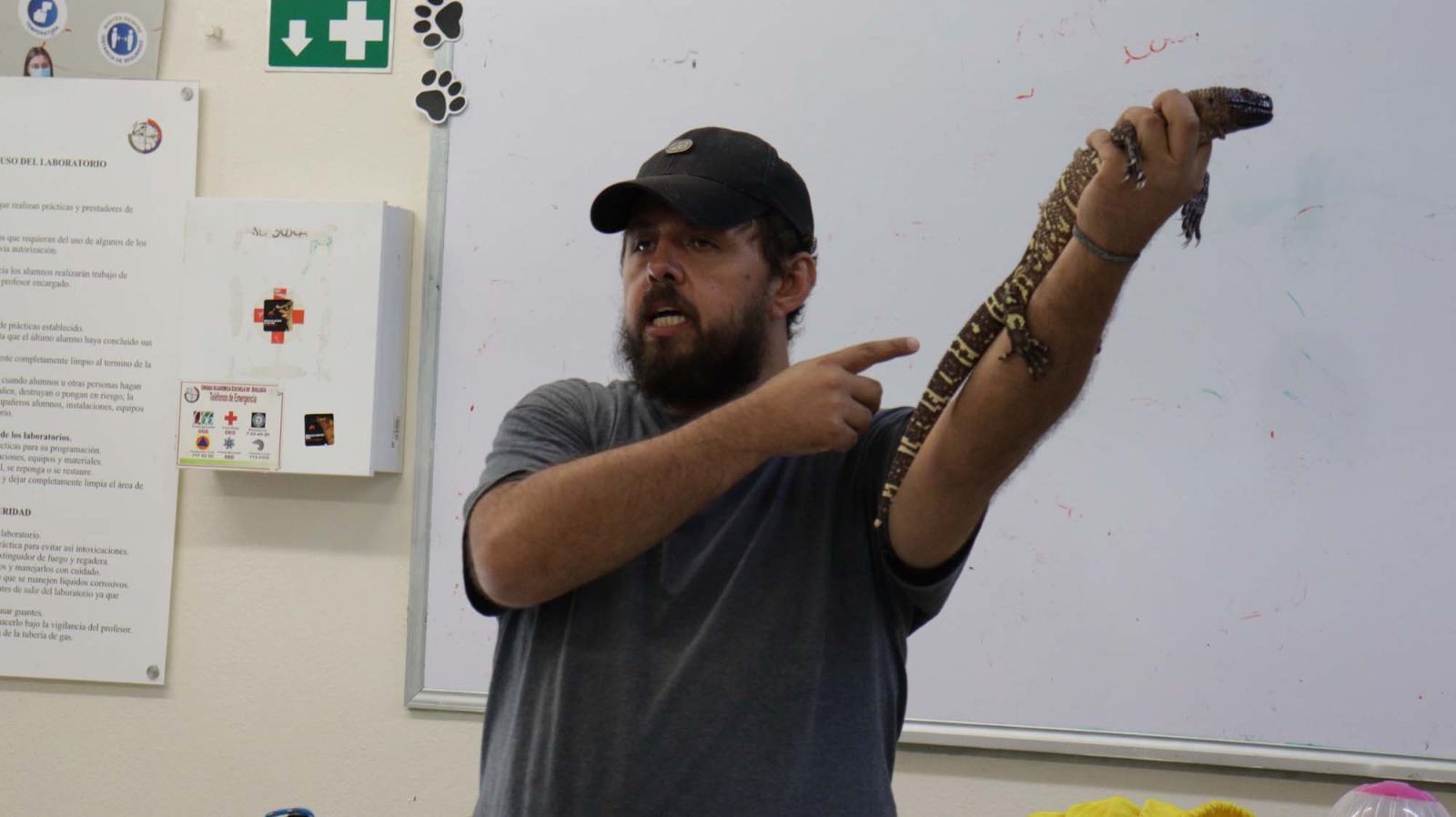 - Al tener Sinaloa 152 especies de reptiles, enseña la Facultad de Biología a estudiantes la manipulación segura con técnicas y herramientas adecuadas