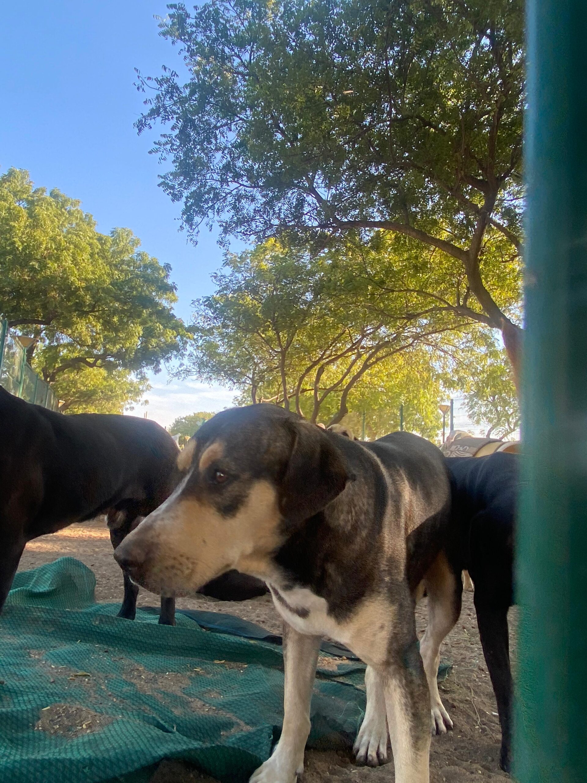 - La regidora recorrió el refugio ubicado en libramiento dos para brindar ayuda a los animales.