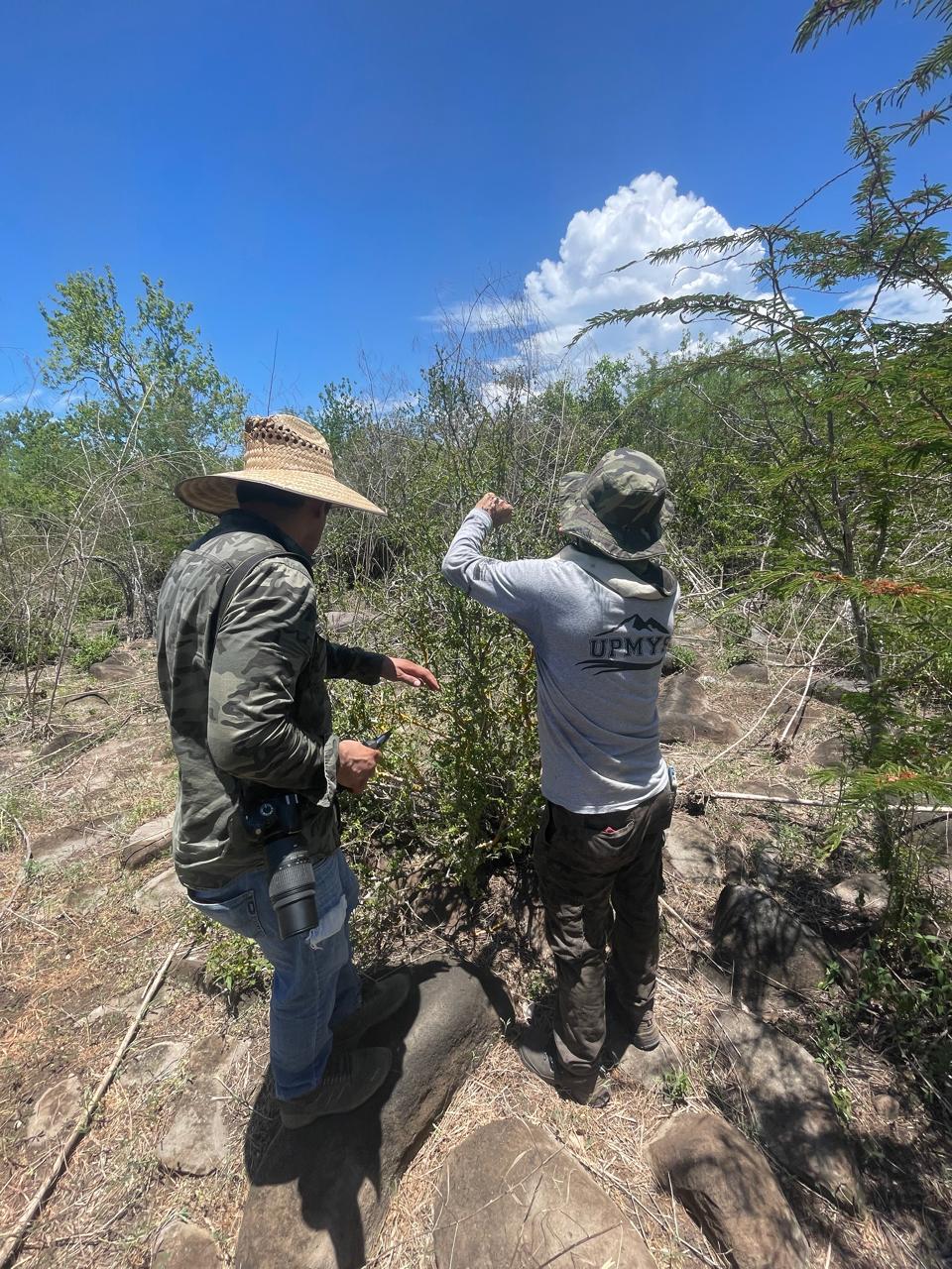 - Esta se encuentra en el estado de Sinaloa, entre Mazatlán y San Ignacio y sus frutos se estudian para hacer biocombustible.