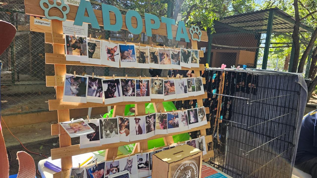 A través del programa “Huellitas del Bienestar”, el Gobierno Municipal de Mazatlán lleva a cabo la segunda jornada de adopción de perritos y gatitos 