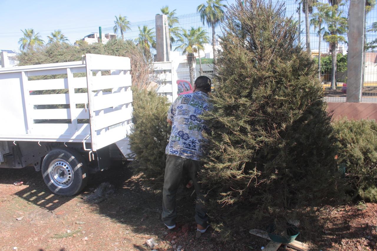 -	Reitera Servicios Públicos invitación a mazatlecos a dejar su pino natural navideño en centros de acopio y ofrece apoyo para el traslado de árboles, en caso de ser requerido. 