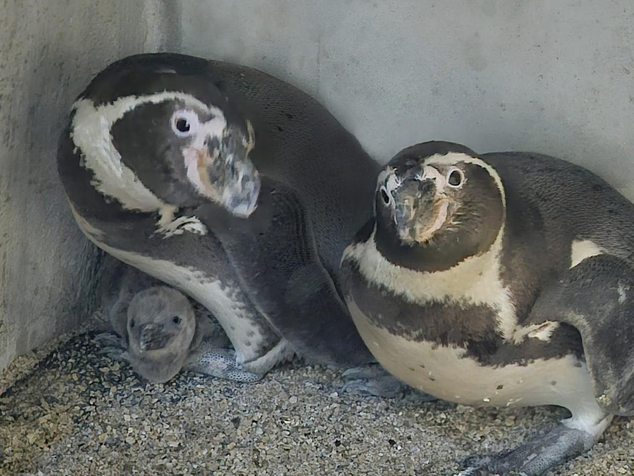 Gran Acuario Mazatlán Mar de Cortés presenta al primer ejemplar de pingüino de Humboldt (Spheniscus humboldti) nacido en sus instalaciones, lo que marca un hito significativo en la historia del acuario: ¡el primer pingüino mazatleco!