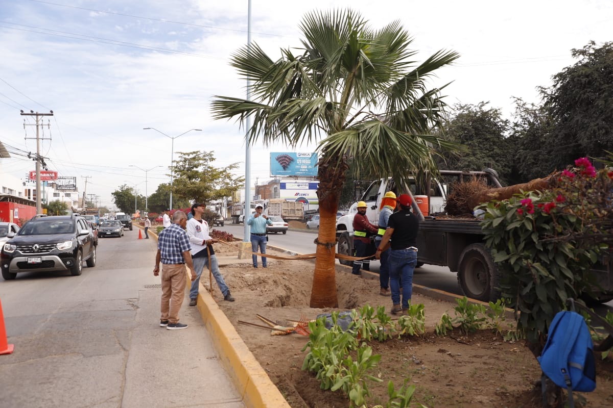 Servicios Públicos del Ayuntamiento de Mazatlán, inicia la primera etapa de embellecimiento de la avenida Manuel J. Clouthier; en los camellones de toda la vialidad, se plantarán 45 palmeras de diversas especies y 8,000 plantas de ornato