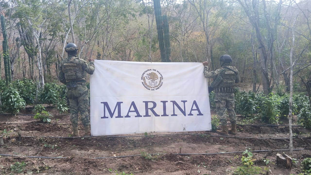 La Secretaría de Marina, por conducto de la Cuarta Región Naval en coordinación con la Secretaría de Defensa Nacional, Guardia Nacional, Fiscalía General de la República y Fiscalía General del Estado informa, que en eventos diferentes en días pasados, personal naval, aseguró vehículos, cartuchos y cargadores; también llevó a cabo la erradicación de tres plantíos de presunta marihuana en el estado de Sinaloa.