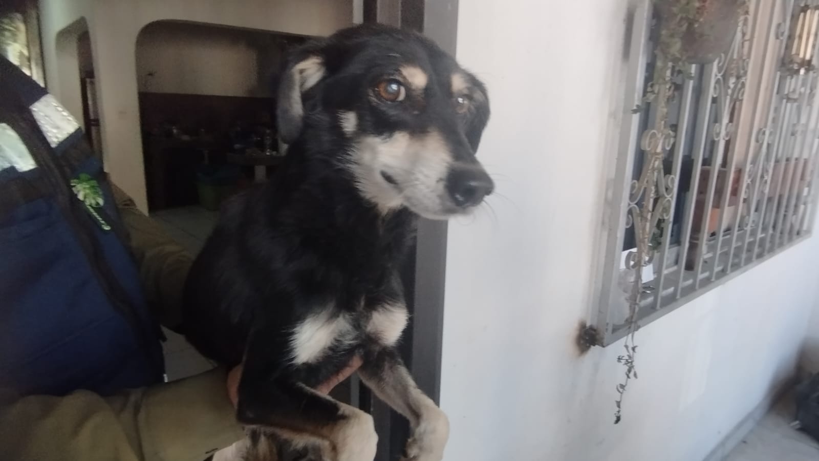 La señora Gloria, cuidadora de los caninos, se encuentra enferma y solicitó ayuda al Gobierno Municipal, para incluirlos en la lista de adopción responsable del programa “Huellitas del Bienestar”