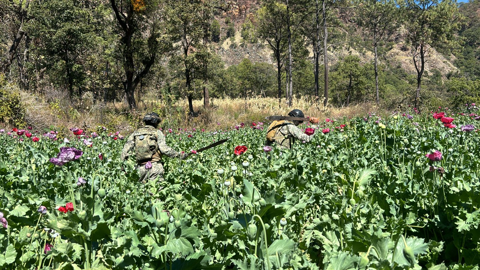 Con la erradicación de 16 plantíos, se evitó una afectación económica estimada en $30,984,800