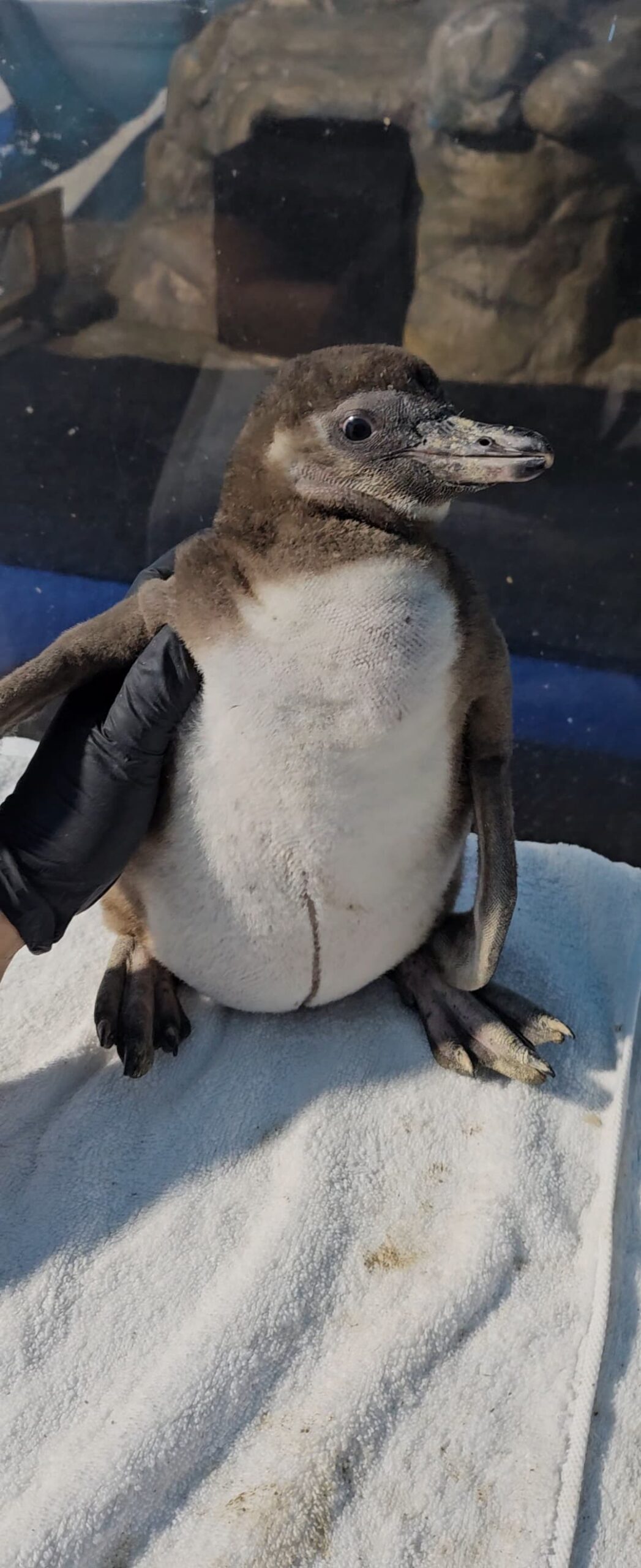 -	Con excelente salud cumple 3 meses el pequeño pingüino de Humboldt nacido en el Gran Acuario Mazatlán Mar de Cortés