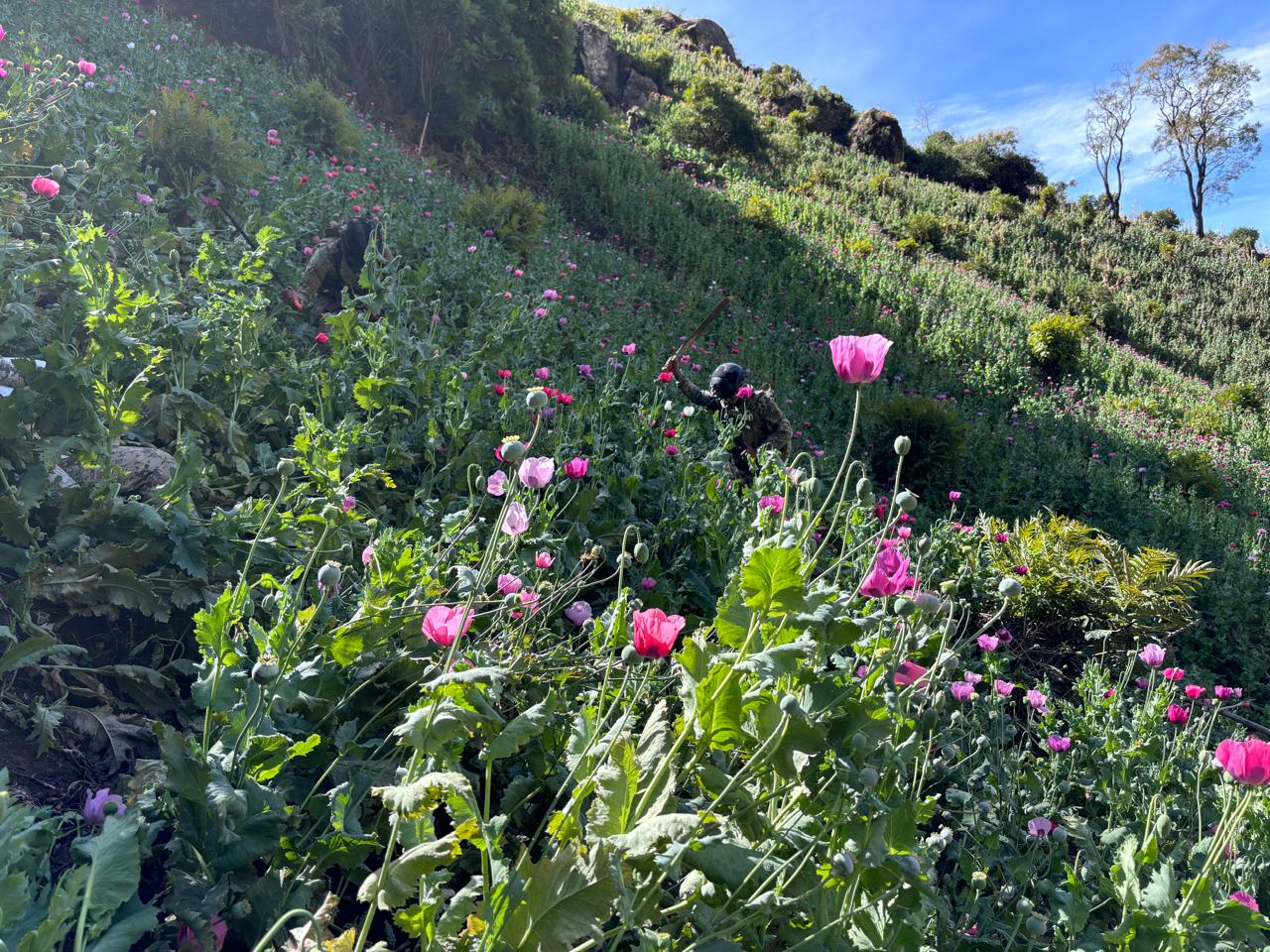 Marina informa erradica de  plantíos de amapola en el estado de Nayarit