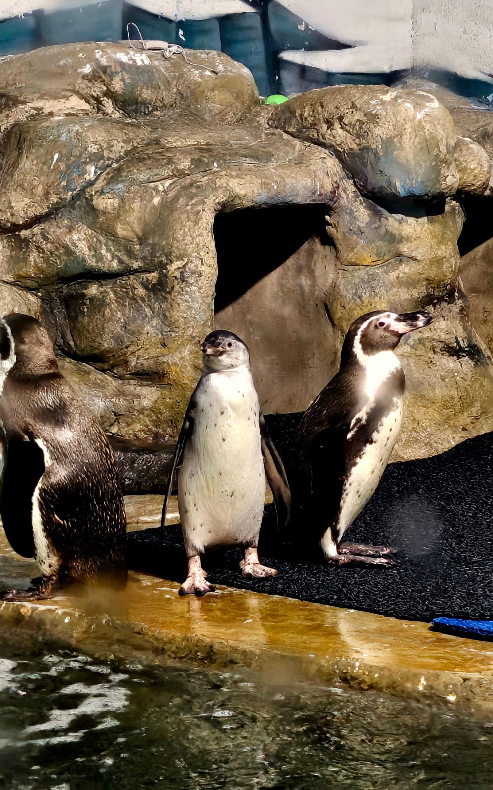 Gran Acuario recibió mas visitantes este Carnaval que el año pasado
-	Dan a conocer la dinámica para dar nombre al nuevo ejemplar 
