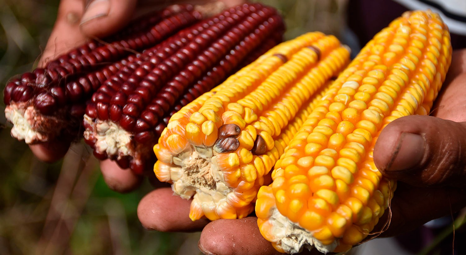 - Importante regular el maíz transgénico, pero poniendo mayor atención al impacto a la salud humana causado por los agroquímicos que se usan