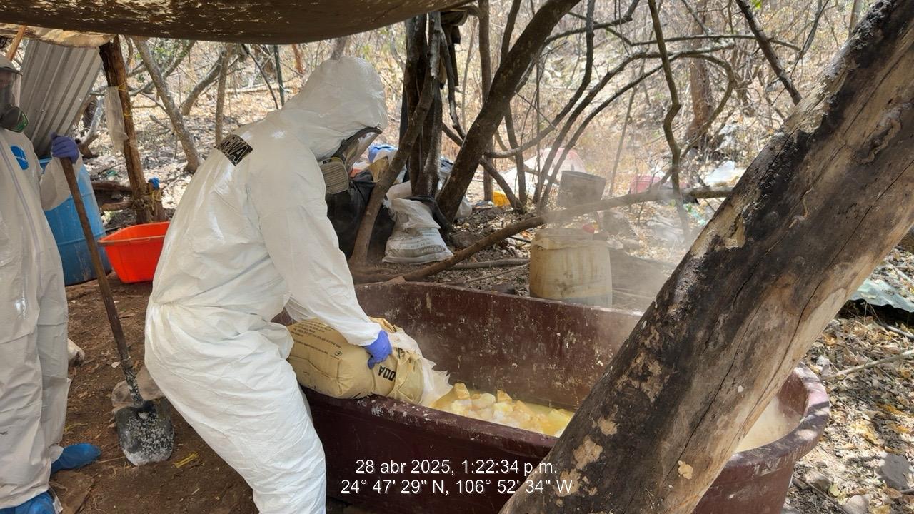 Marina en coordinación con la FGR, localizó y neutralizó un laboratorio clandestino en inmediaciones del poblado La Palma, en el estado de Sinaloa