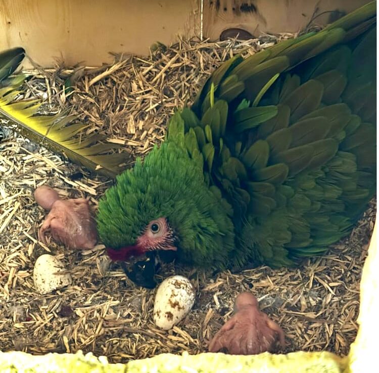 Como parte de los esfuerzos por preservar especies en riesgo, el Gran Acuario Mazatlán ha logrado un importante avance en su programa de reproducción con el nacimiento de dos ejemplares de guacamaya verde (Ara militaris), una especie originaria del continente americano y actualmente clasificada como en peligro de extinción.