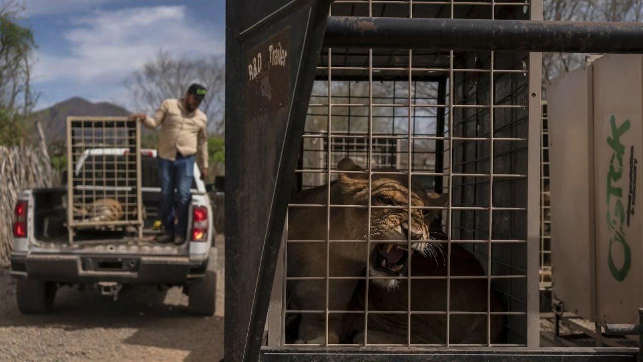 -	Trasladan los animales a Mazatlán y ojalá Bioparc El Encanto no se ponga a lucrar con ellos.
-	“Guardianes del Medio Ambiente”, excelente estrategia para forjar generaciones más comprometidas con su entorno.
-	Mazatlán vive importante repunte, afirma Pepe Gámez Valle.
-	Donde tienes a los detenidos, Harfuch?.
