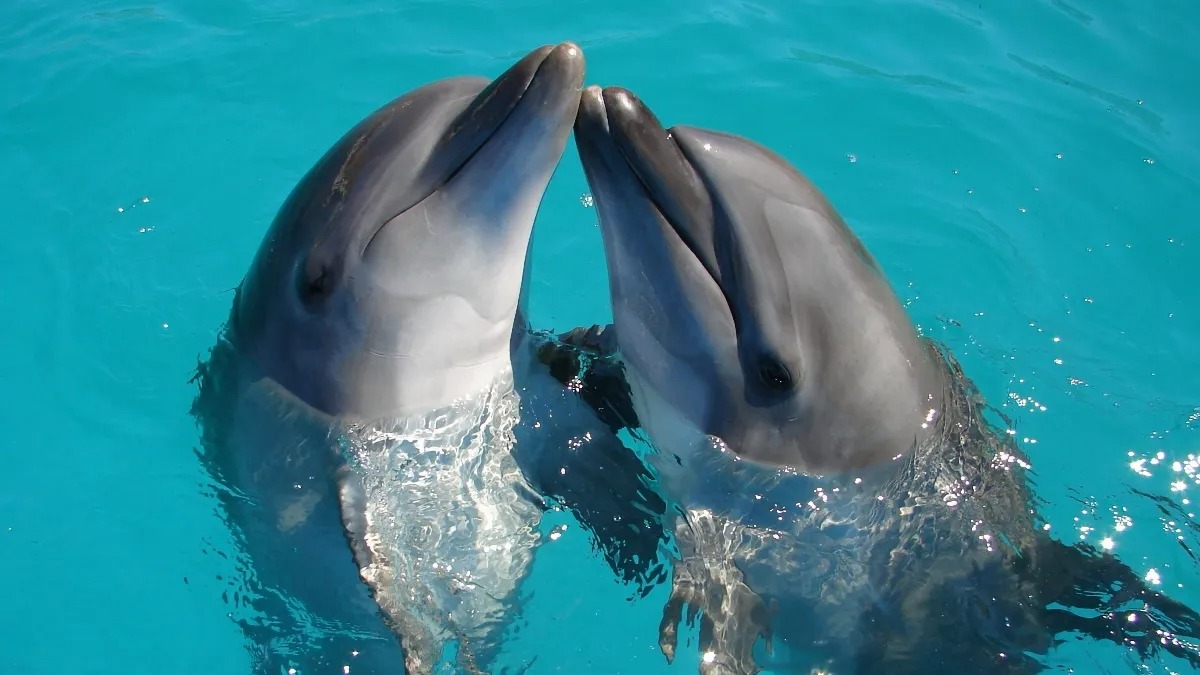 La reforma aprobada expone que los mamíferos marinos, incluidos los delfines, no pueden ser sujetos de espectáculos