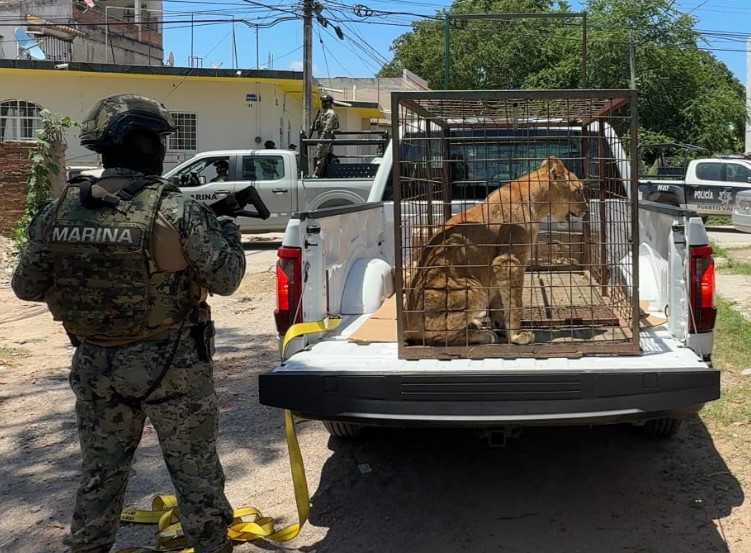 La Décima Segunda Zona Naval en coadyuvancia con la FGR aseguran ejemplar de león africano, en Puerto Vallarta, Jalisco