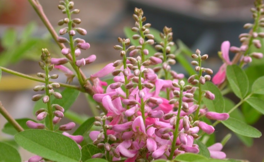 El añil es un pigmento natural ampliamente usado en el mundo. Lo que muchos no saben, es que Niltepec, Oaxaca, es su gran productor. Alrededor de él hay una rica tradición comunitaria. Conoce más sobre esta historia.
