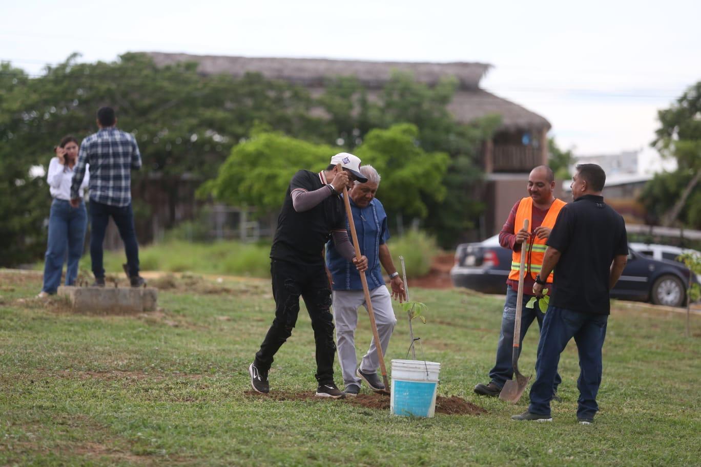 En el camellón de la avenida Óscar Pérez Escobosa, se plantan arbolitos de especies como venadillo, amapa común y cacahuananchi