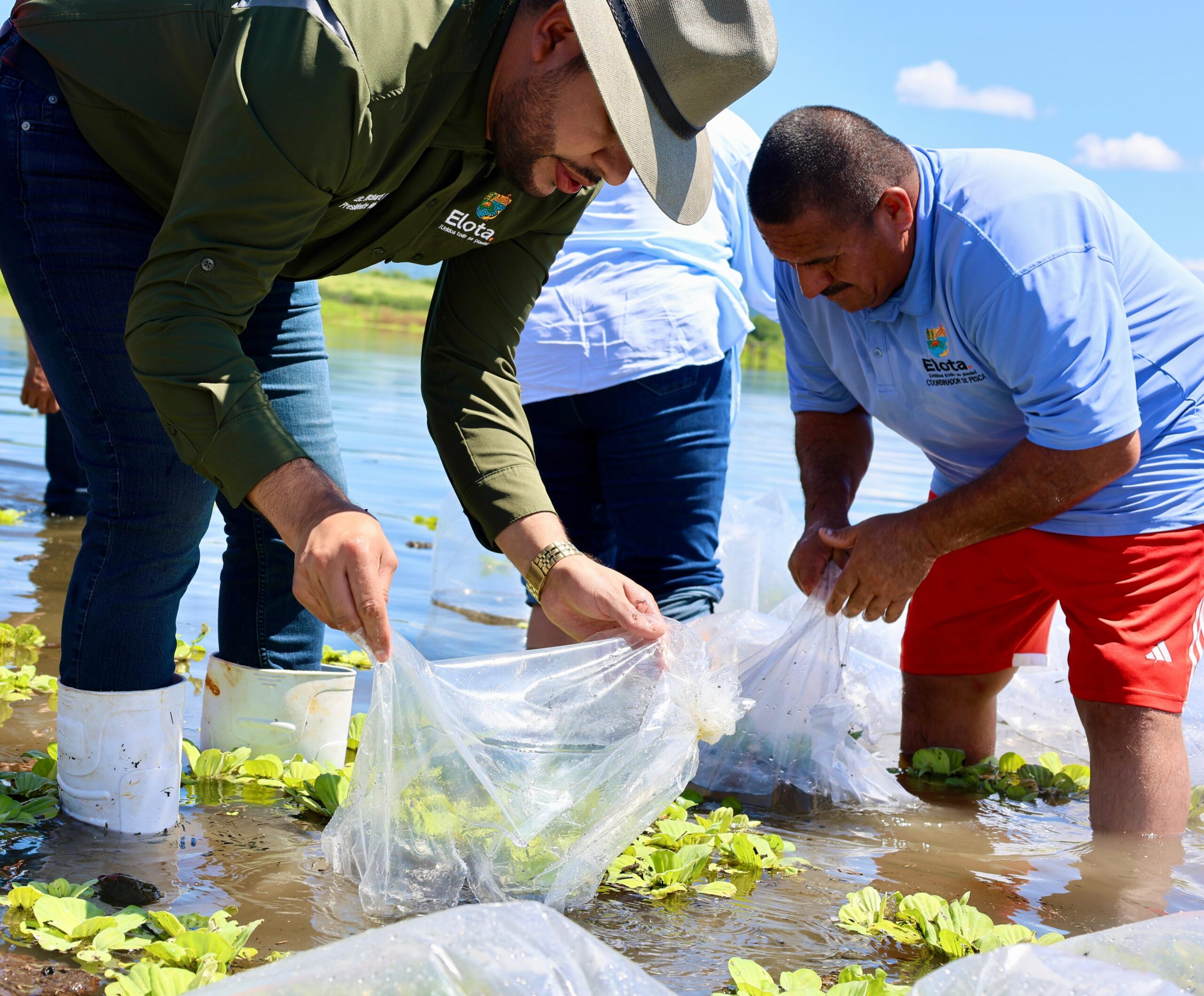 En la jornada de repoblamiento se sembraron 1 millón de alevines en el embalse, beneficiando a 218 pescadores de siete cooperativas pesqueras del municipio de Elota.