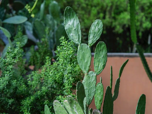 Nuestro país posee una amplia diversidad de plantas y especies que ha compartido generosamente con el mundo, tal es el caso del nopal, un regalo de la naturaleza mexicana cuyos beneficios y propiedades traspasa fronteras.