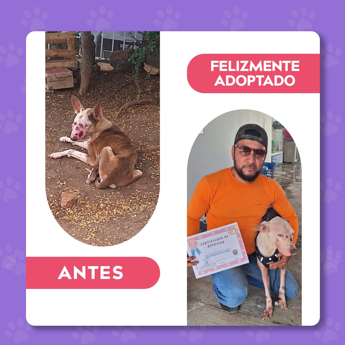 Ecología municipal atendió oportunamente un reporte ciudadano realizado mediante redes sociales, referente a un perro en situación de abandono en la colonia Lomas del Ébano e invita a seguir reportando este tipo de casos.