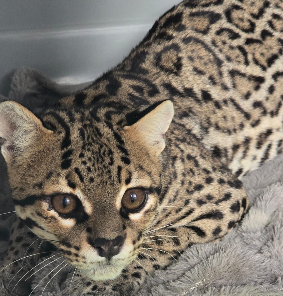 Una cría de tigrillo (Leopardus wiedii), que fue rescatada a finales de julio tras sufrir un presunto atropellamiento en el municipio de Concordia, muestra importantes signos de recuperación bajo el cuidado del equipo médico del Gran Acuario Mazatlán.