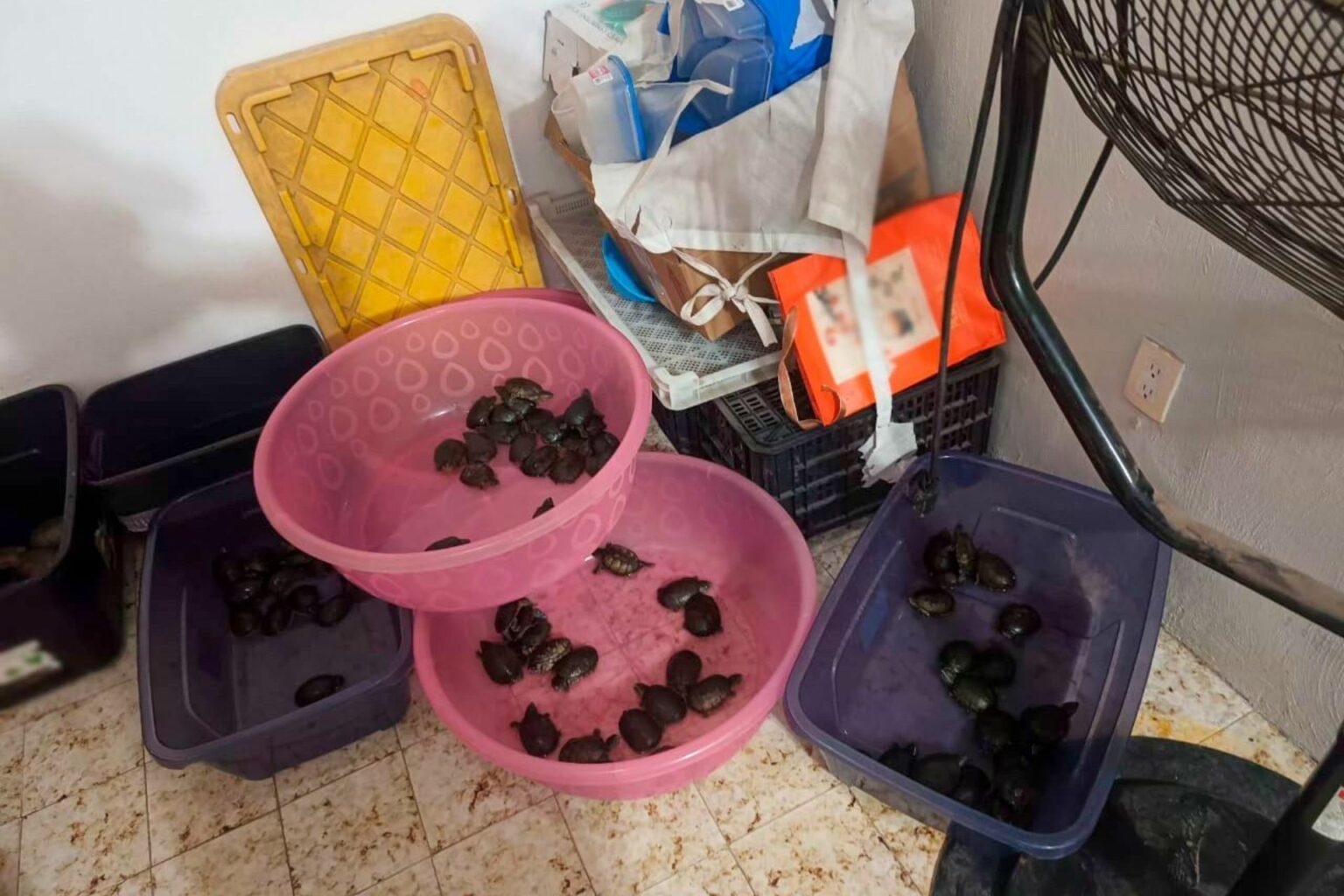 Autoridades federales detuvieron a tres personas por tráfico y venta ilegal de especies protegidas hacia EE.UU. y Asia