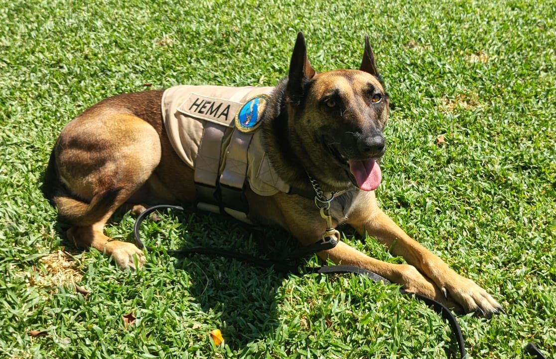 Personal naval reconoce la labor del canino “HEMA” en emotiva ceremonia de jubilación