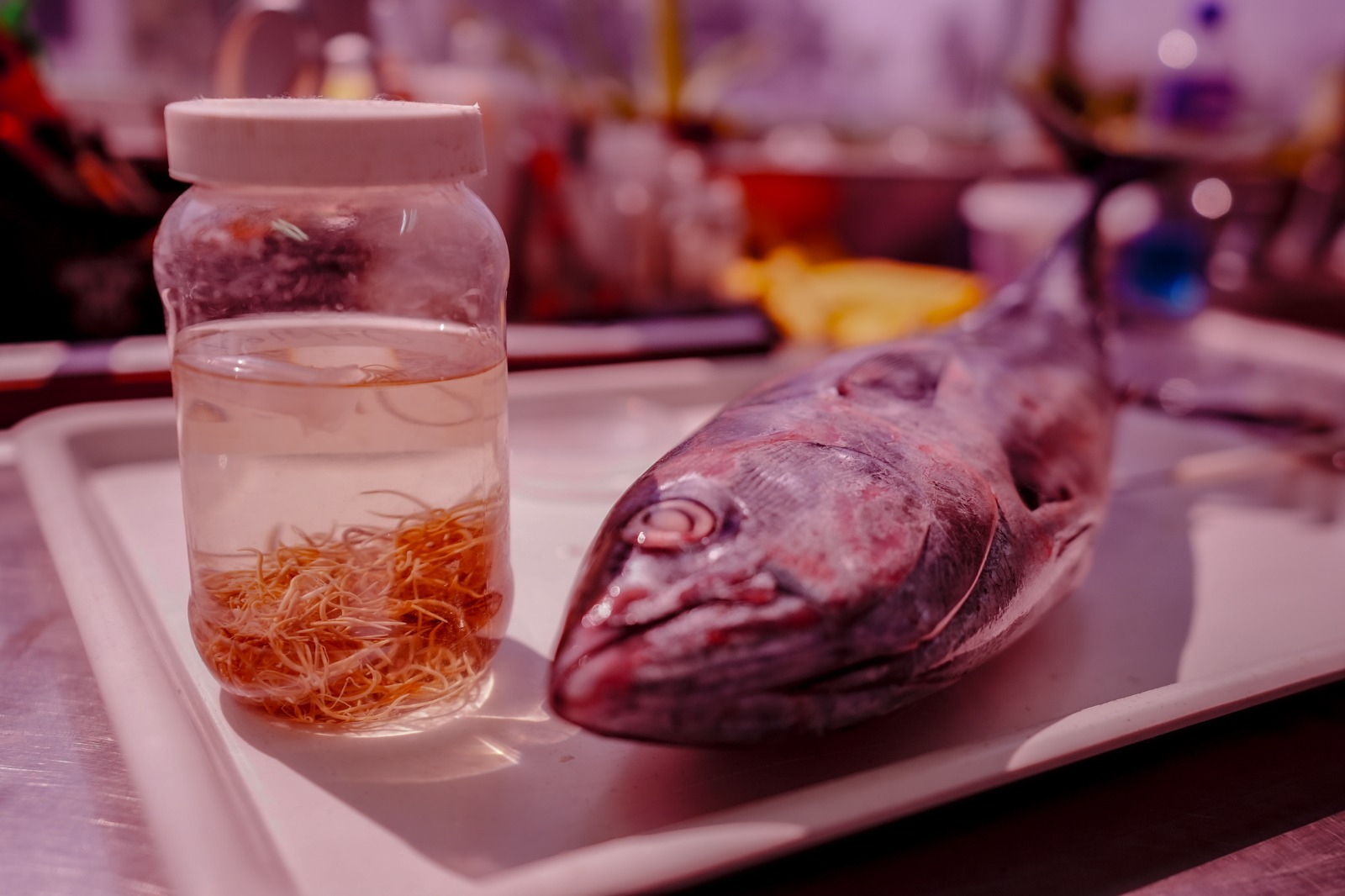 Expertos de la UAS revelarán su vital papel como bioindicadores de la salud de los ecosistemas y su impacto en la acuacultura.