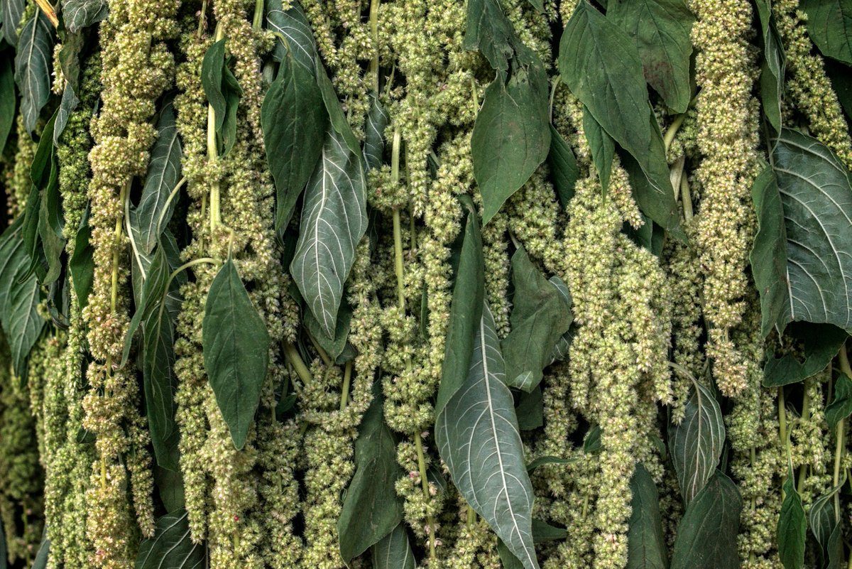 El amaranto (huauhtli) es una de las semillas cuyo consumo tiene una larga tradición en México, principalmente en la región centro. Actualmente se consume de diversas formas, como alegría o dulce, en tortas para guisados con salsas o al natural.