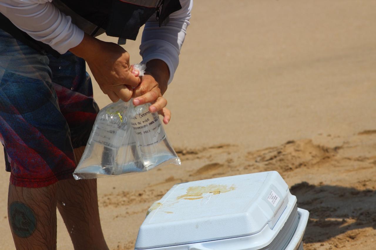 Los resultados del monitoreo de la calidad del agua de mar avalan que las playas de Sinaloa ofrecen condiciones seguras para el disfrute de familias, turistas y prestadores de servicios.