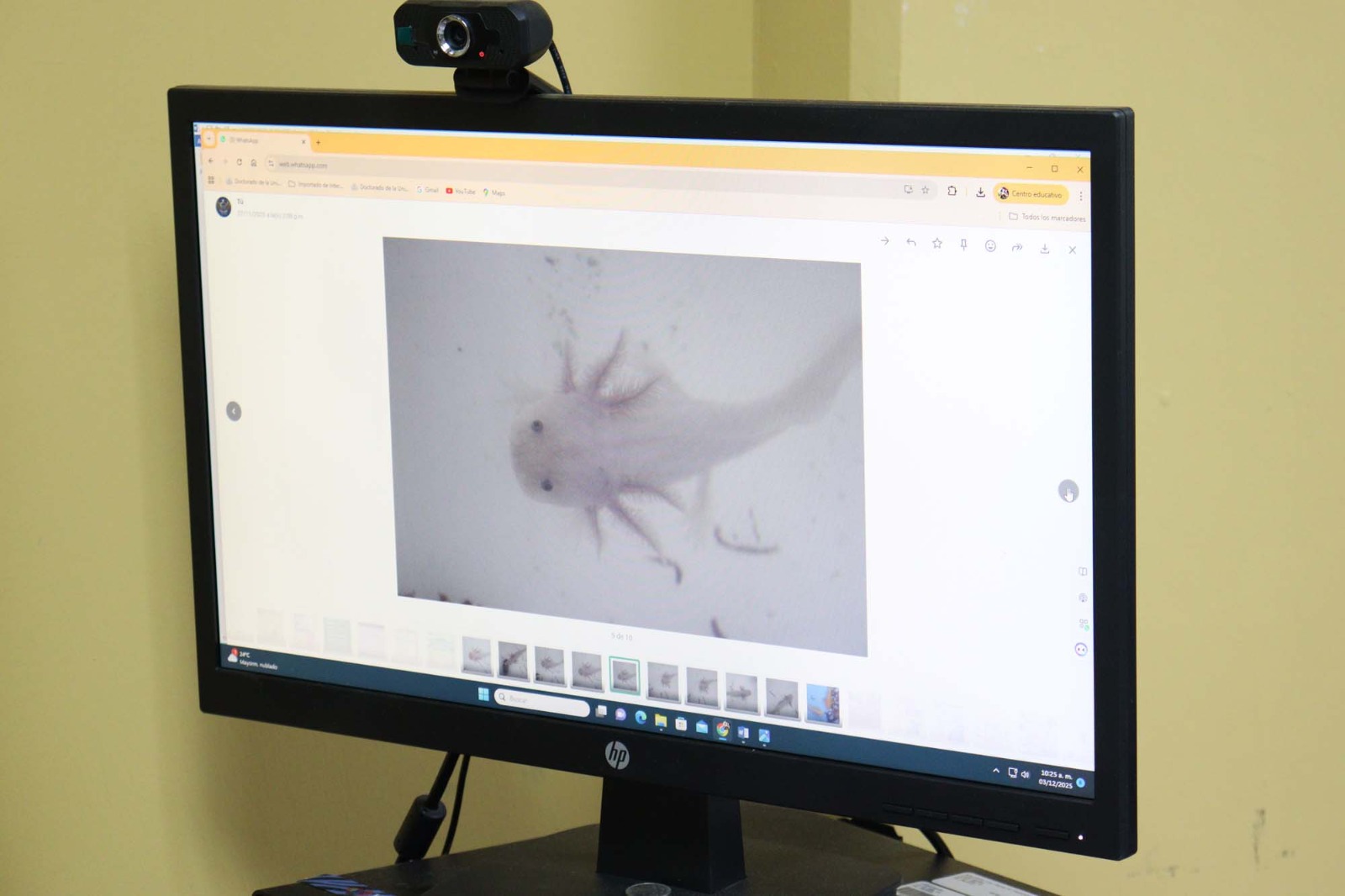 Investigadora de la UAS cultiva ajolotes en Sinaloa para desarrollar posible cura a enfermedades, por su poder de regeneración de tejidos u órganos