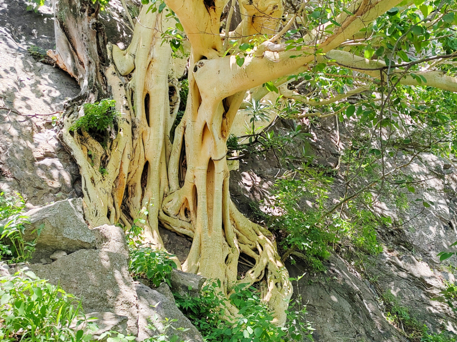 Además de ser una especie endémica, el árbol de amate amarillo es fundamental para nuestra historia, pues con él se hacían los códices mexicas.