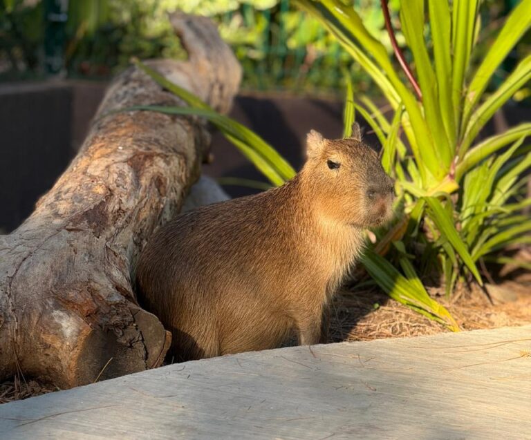 Capuchina, Cocoa, Coffee y Mila son las adorables capibaras que se han convertido en las consentidas del Gran Acuario Mazatlán. Dos de ellas ya celebraron su primer año de vida y destacan por ser súper juguetonas, curiosas y muy cariñosas. Les encanta que les rasquen la pancita y disfrutan convivir de cerca con los visitantes que ingresan a su hábitat para conocerlas y aprender más sobre ellas.