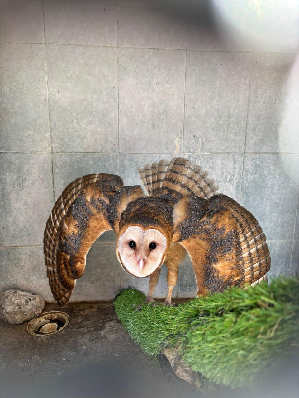 Hospital de Fauna del Gran Acuario rescata y libera especies en su hábitat natural