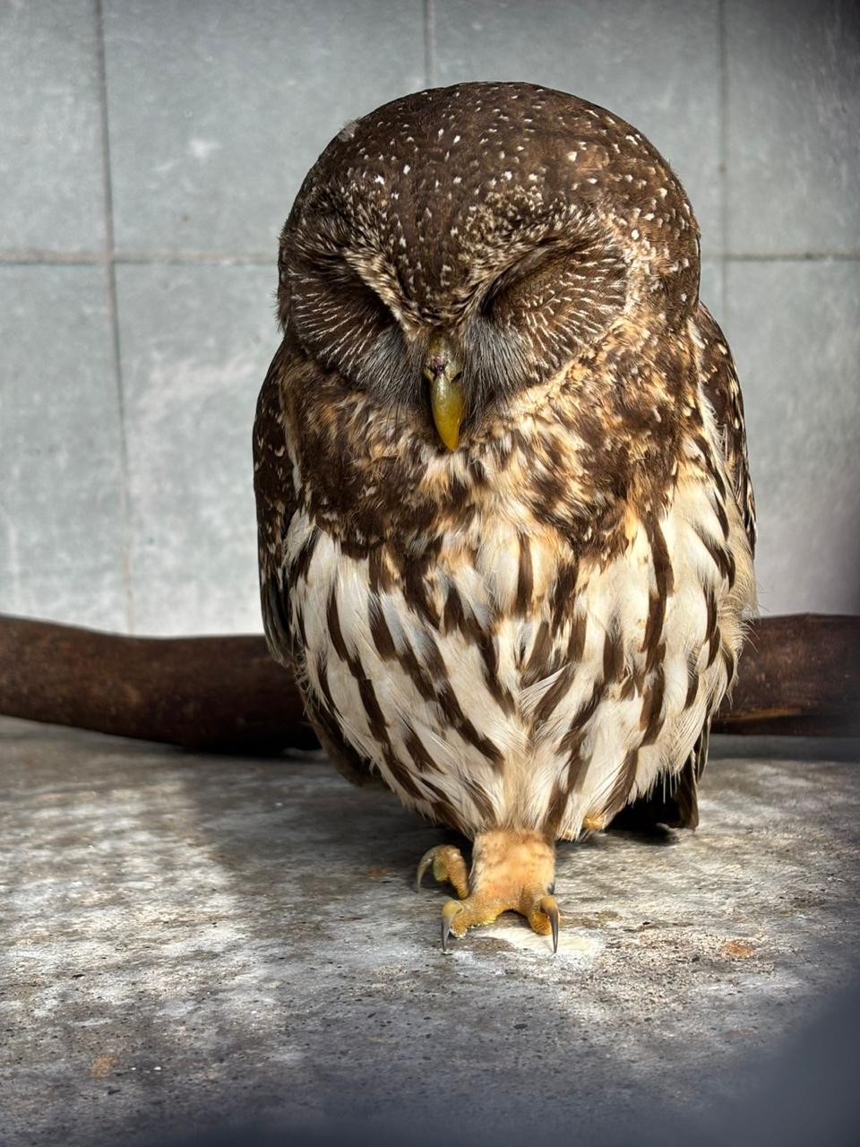 Hospital de Fauna del Gran Acuario rescata y libera especies en su hábitat natural