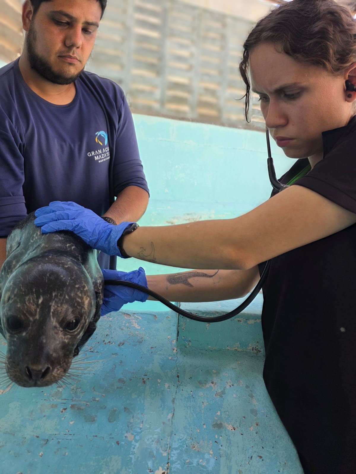 Respuesta coordinada ante varamiento: Hospital de Fauna del Gran Acuario Mazatlán rescata cría de foca en Sinaloa